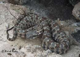 Image of Perisan Horned Viper