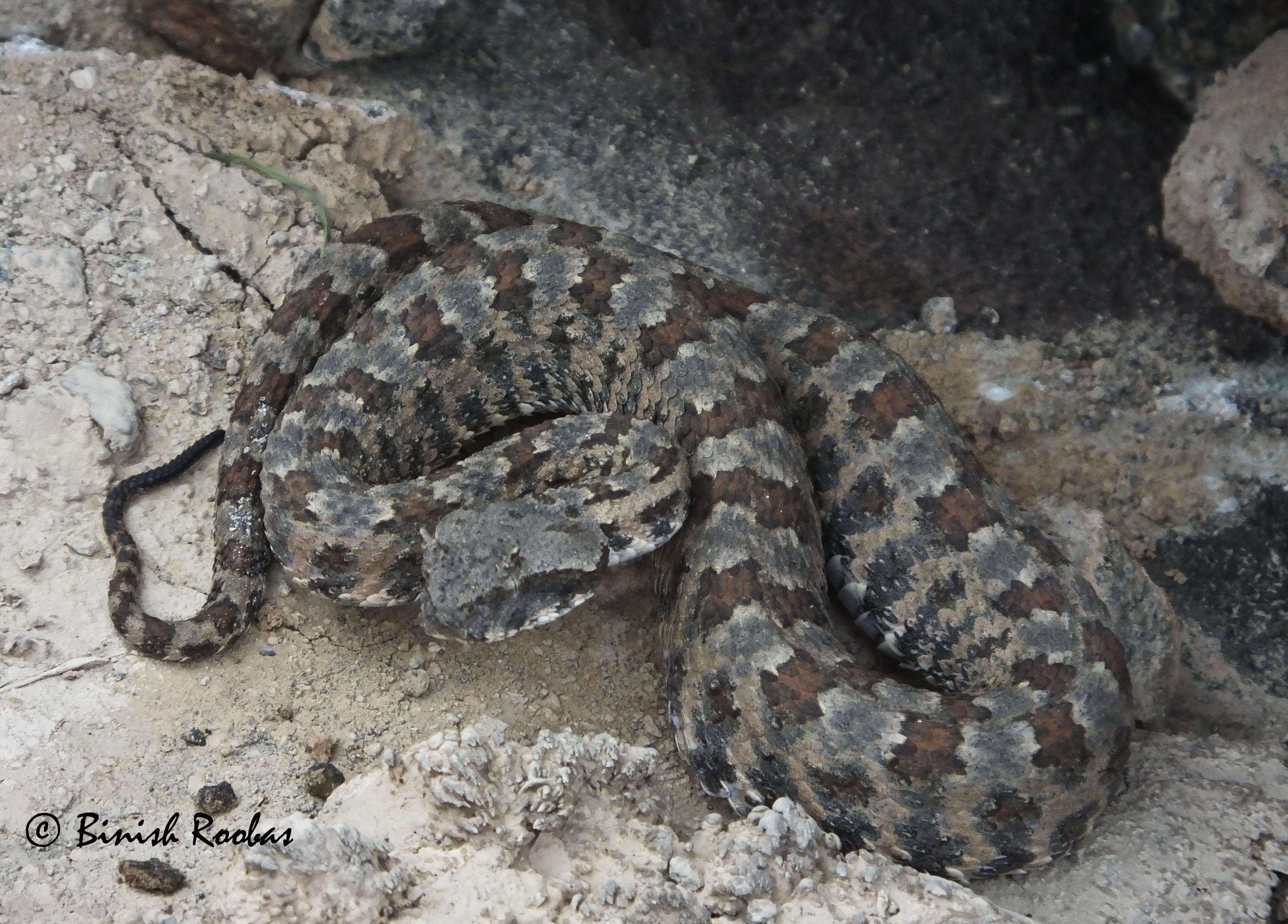 Image of Perisan Horned Viper