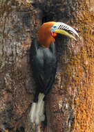 Image of Rufous-cheeked Hornbill