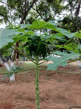 Image of papaya