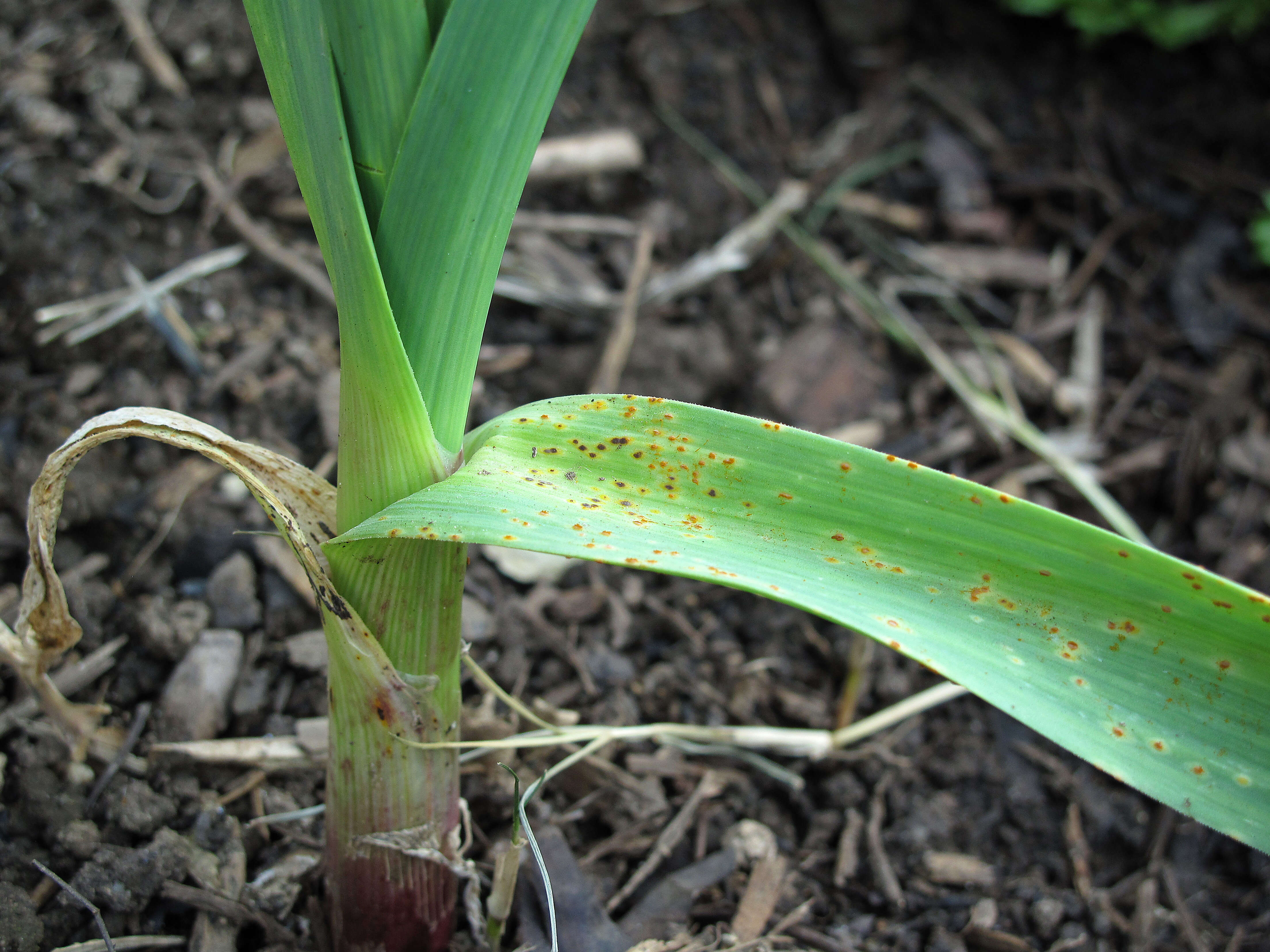 Image of Puccinia porri (Sowerby) G. Winter 1881