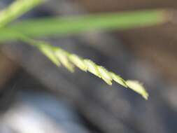 Image of southern cutgrass