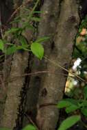 Image of Cornus disciflora Moc. & Sessé ex DC.