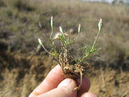 Image of Vittadinia muelleri N. T. Burbidge