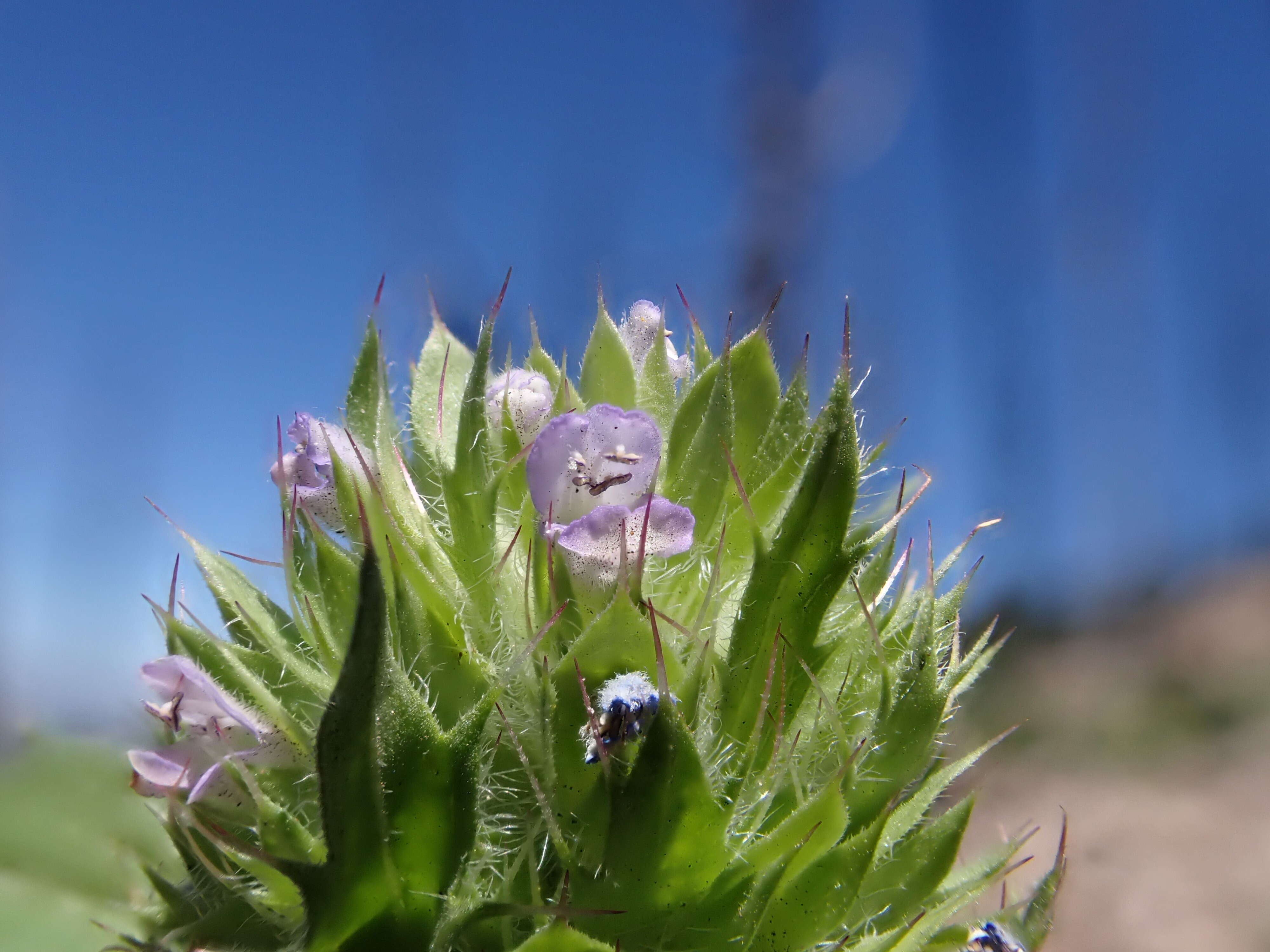 Image de dracocéphale à petite fleur