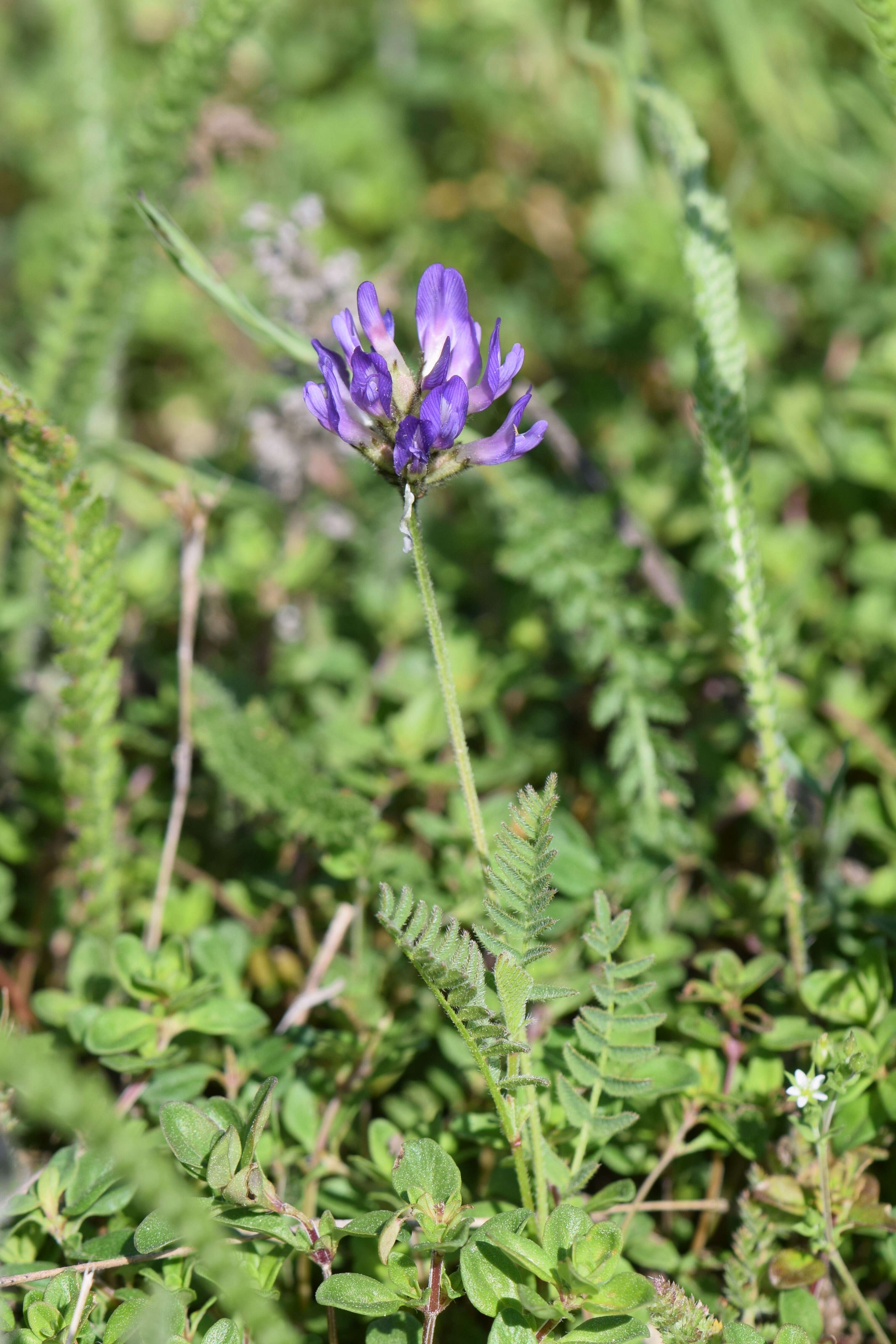 Image of Astragalus danicus Retz.