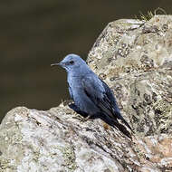 Plancia ëd Monticola solitarius (Linnaeus 1758)