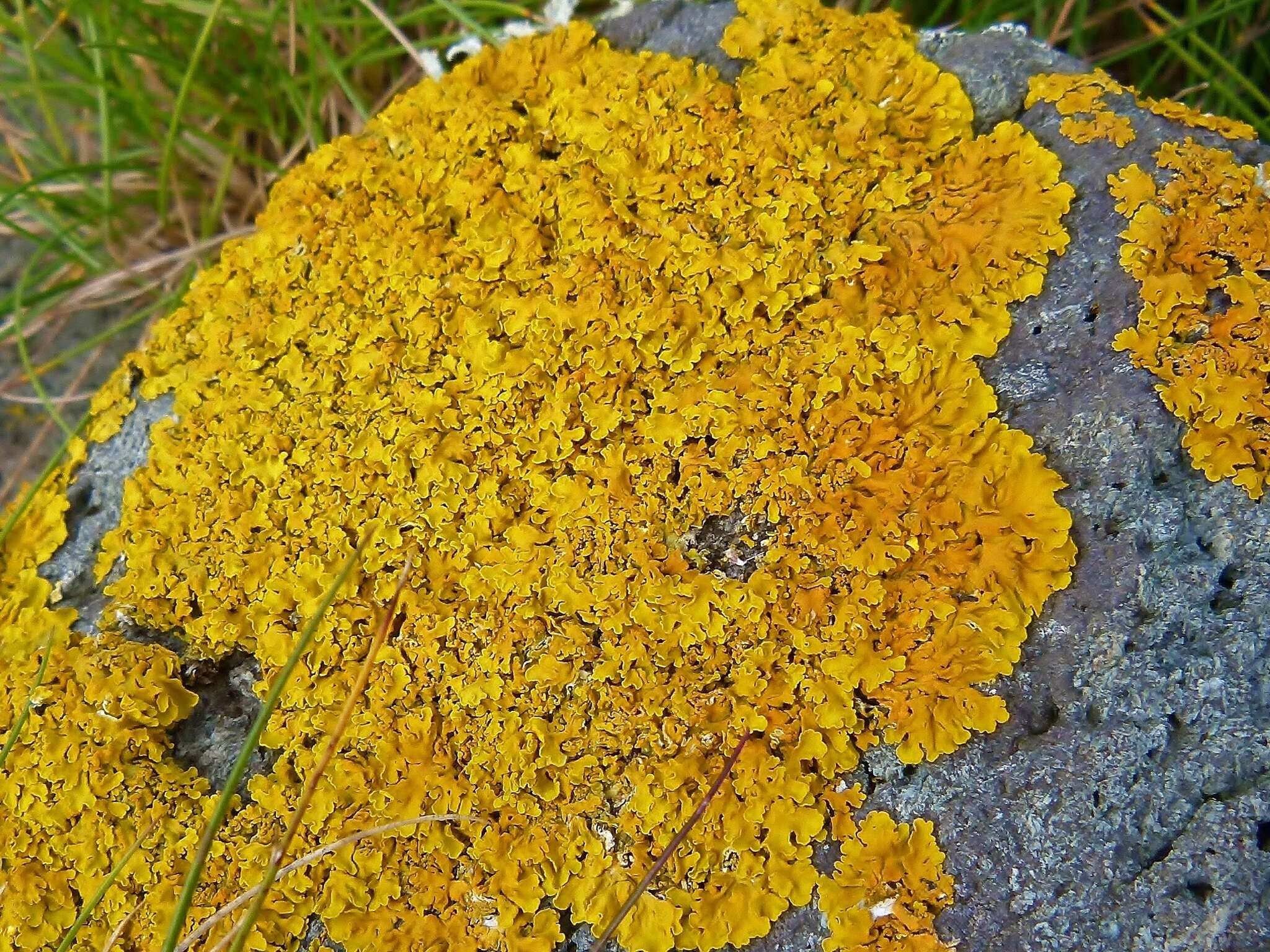 Image of Xanthoria aureola (Ach.) Erichsen