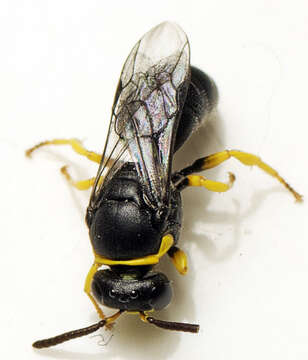 Imagem de Hylaeus euxanthus (Cockerell 1910)