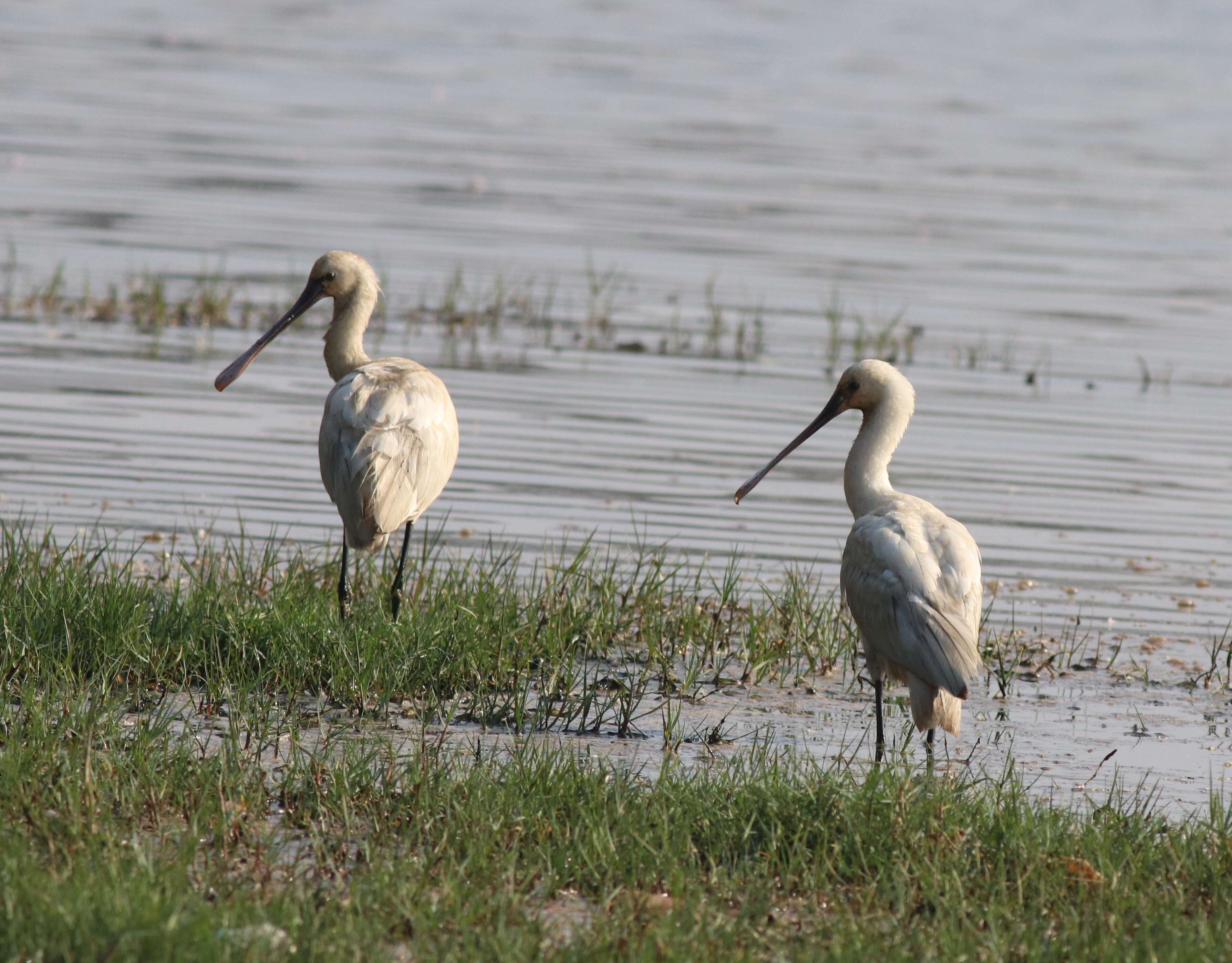 Image of spoonbill, eurasian spoonbill