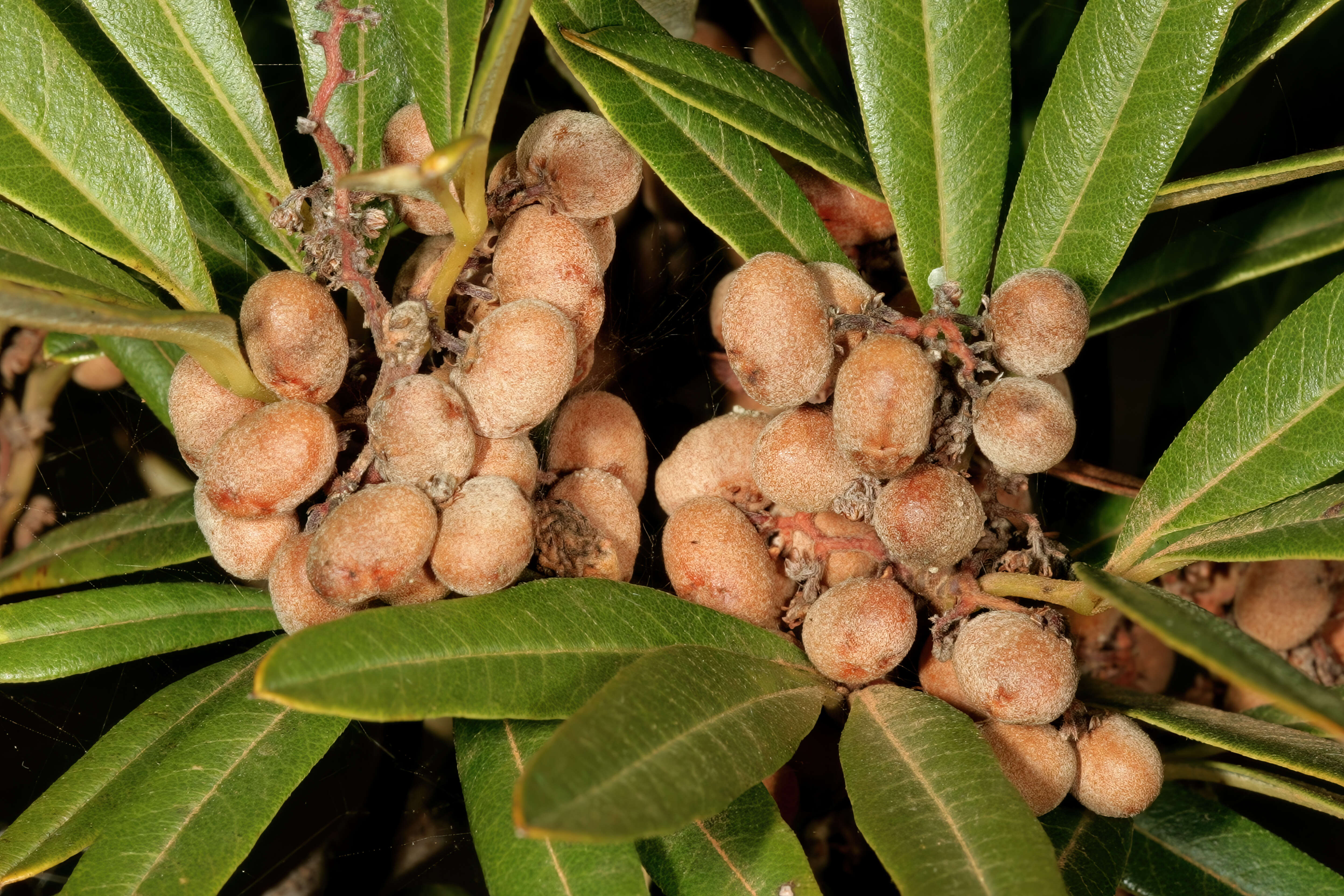 Image of wilgerkorentebos