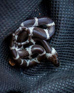 Image of Common Wolf Snake