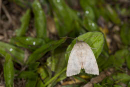 Image of Tympanistes rubidorsalis Moore 1888