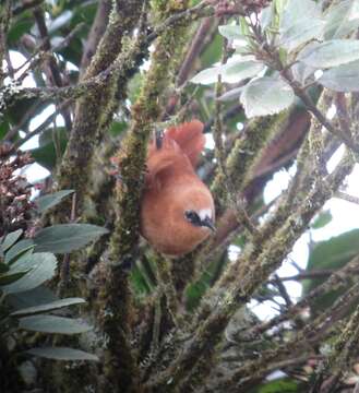 Image of Rufous Wren