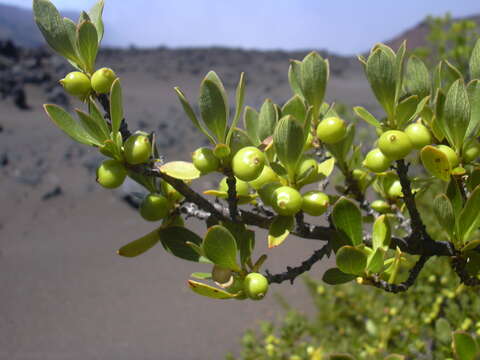 Image of alpine mirrorplant