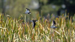 Erythrogonys Gould 1838 resmi