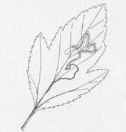 Image de Stigmella corylifoliella (Clemens 1861) Wilkinson et al. 1979