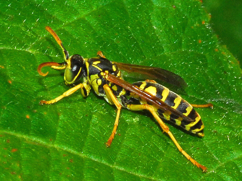 Image of Polistes associus Kohl 1898