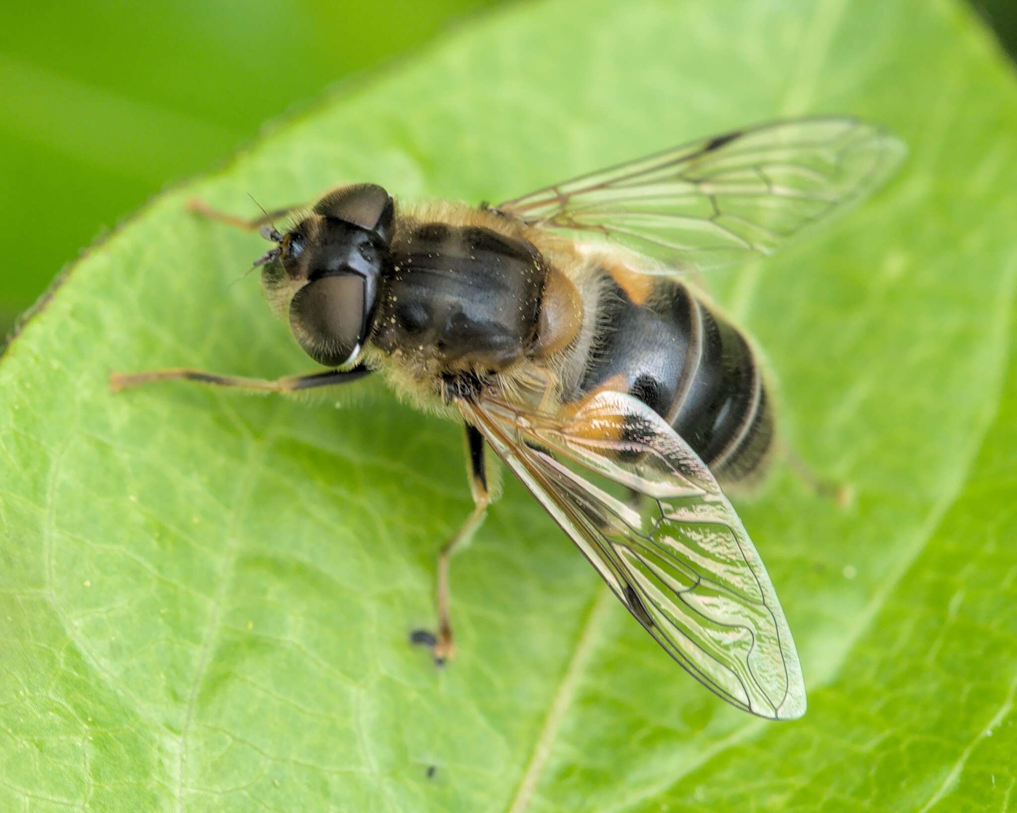 Image of Eristalis pertinax (Scopoli 1763)