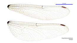 Image of Eusynthemis barbarae (Moulds 1985)