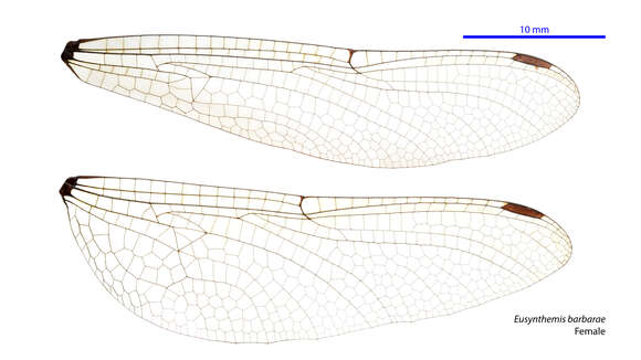 Image of Eusynthemis barbarae (Moulds 1985)