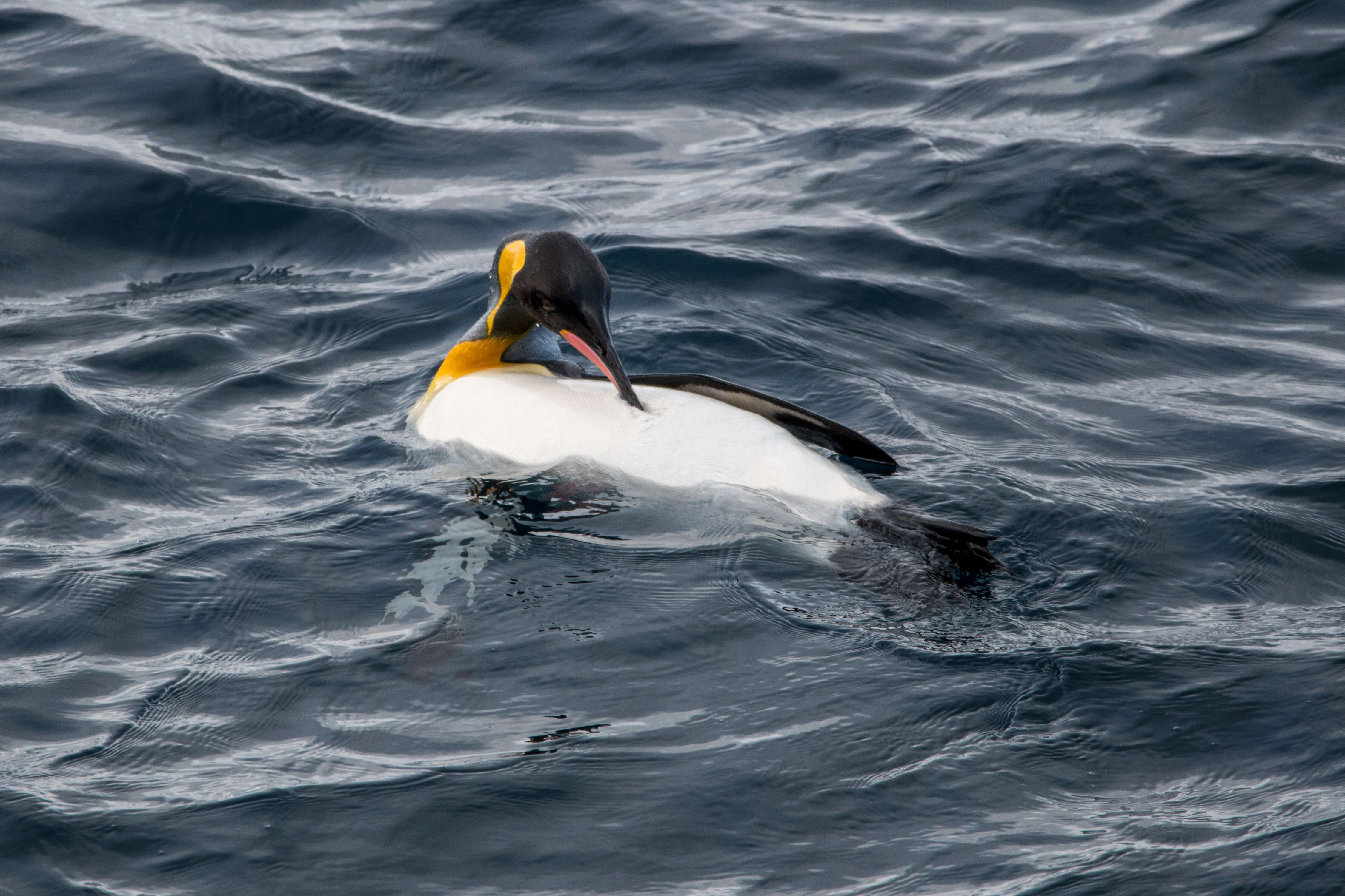 Image of King Penguin