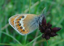 Image of Coenonympha orientalis