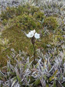 Image de Gentianella diemensis subsp. diemensis