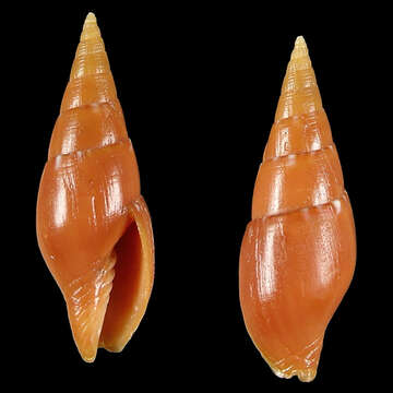 Image of Quasimitra sarmientoi (Poppe 2008)