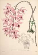 Plancia ëd Dendrobium anosmum Lindl.