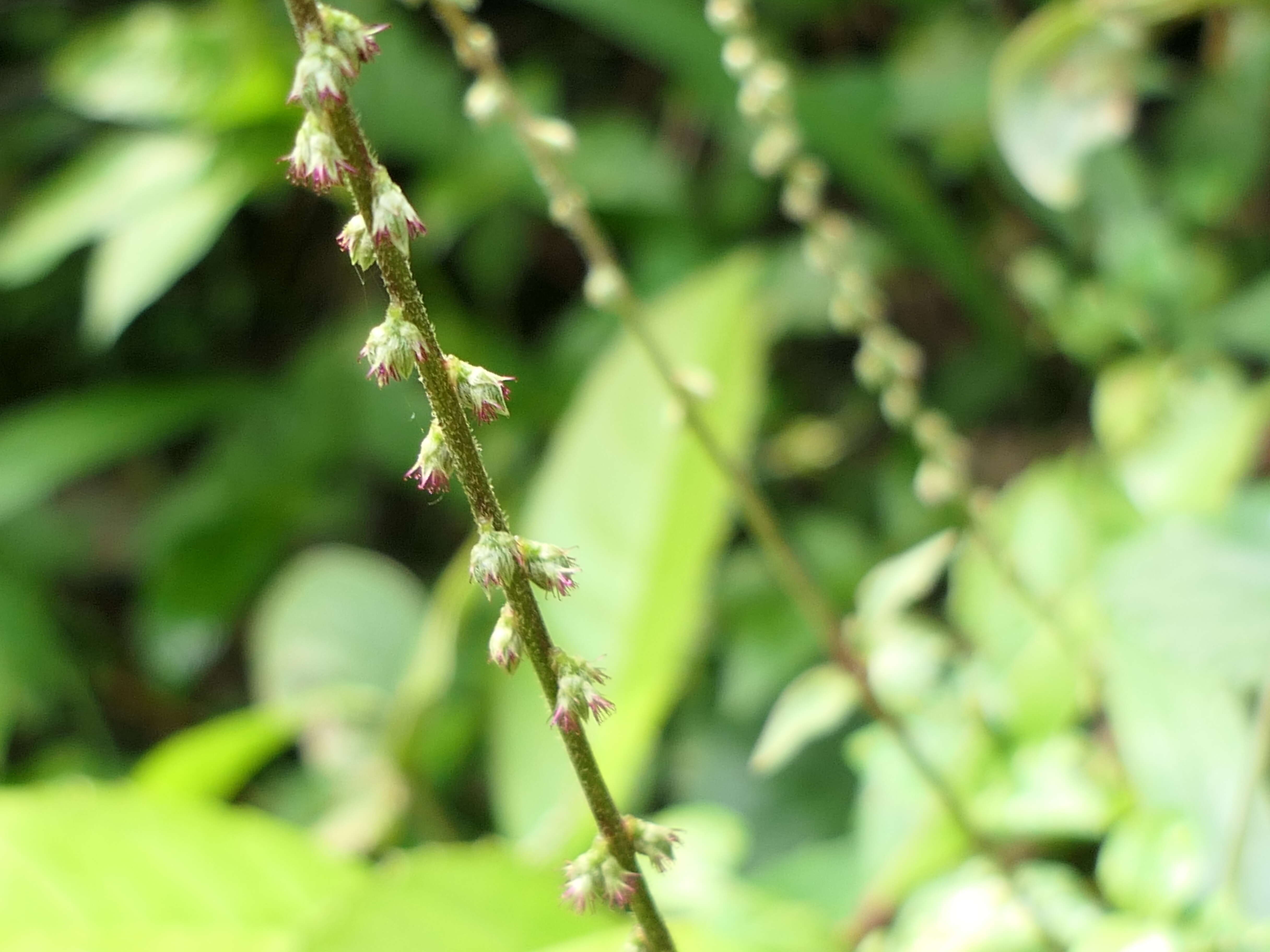 Image of Pastureweed