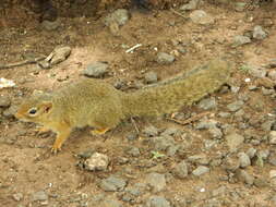 Image of Ochre Bush Squirrel