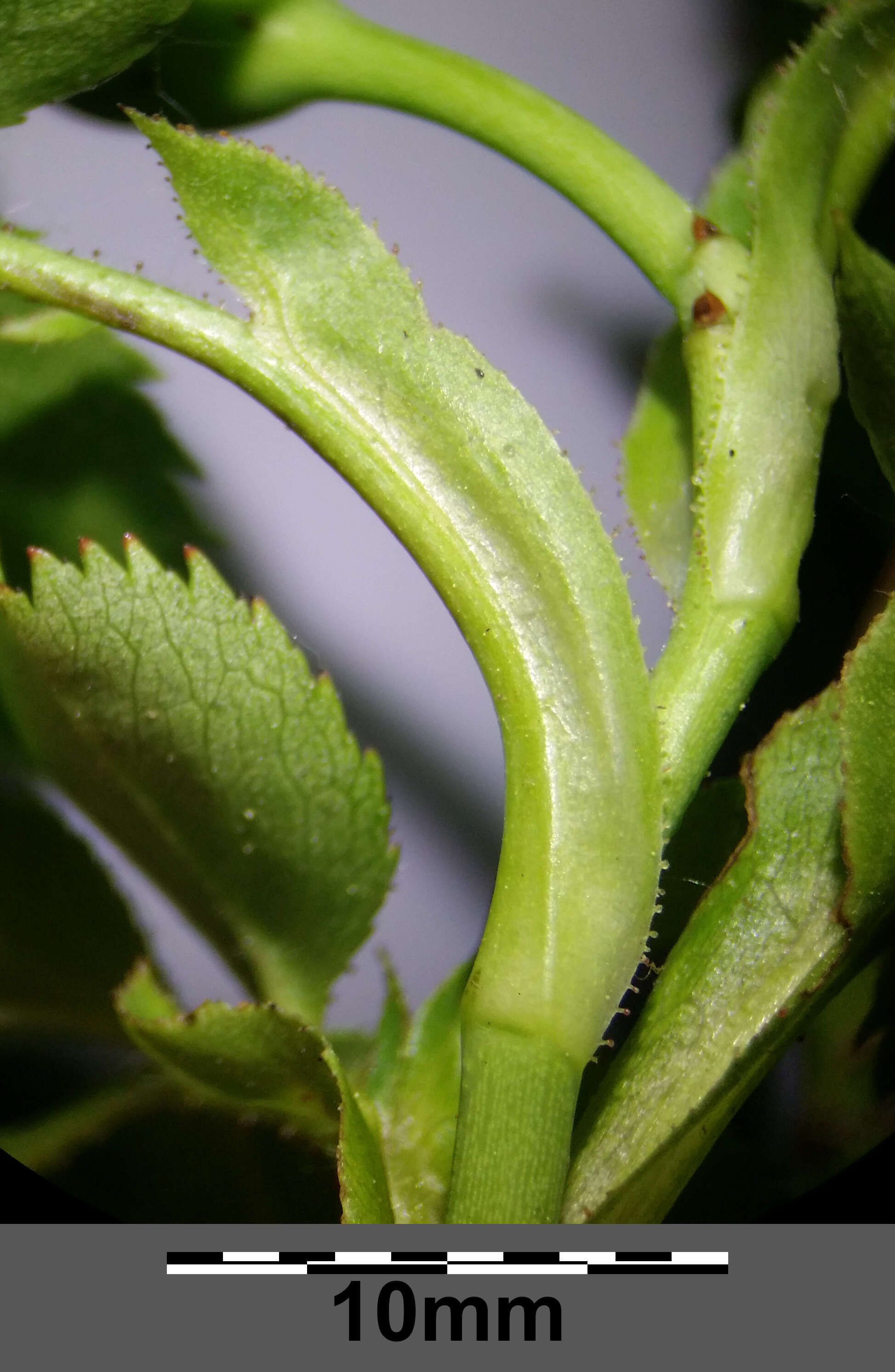 Image of dog rose