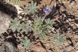 Imagem de Lupinus brevicaulis S. Watson