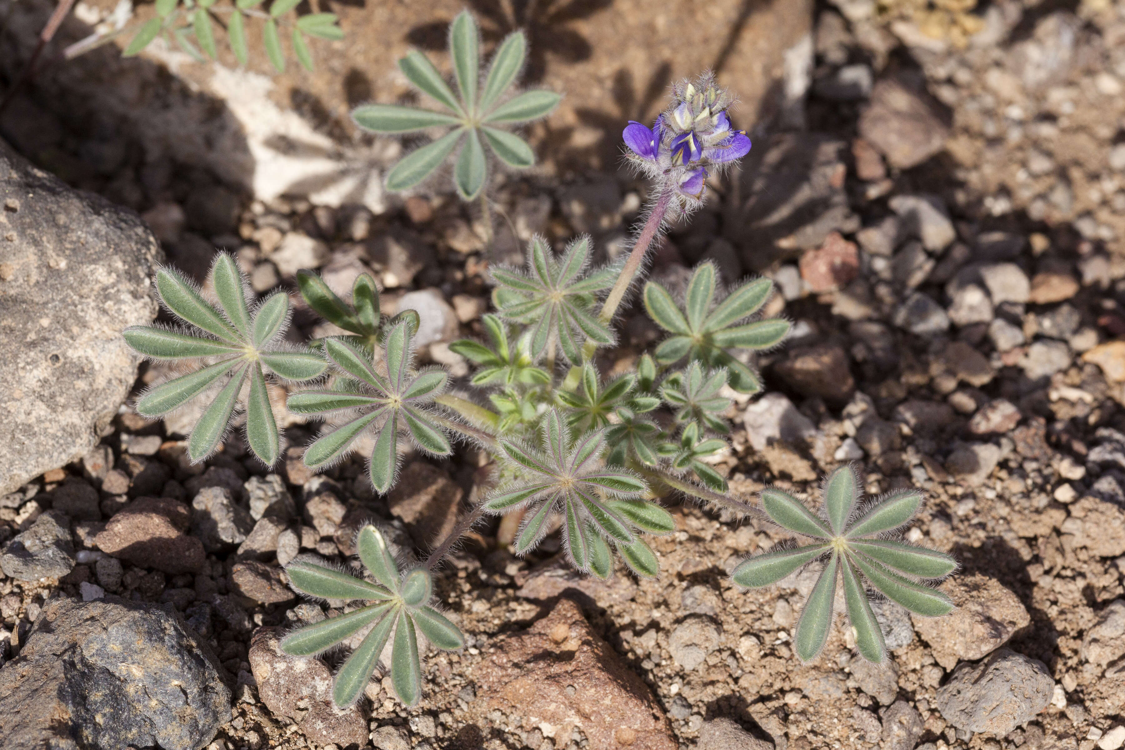 Imagem de Lupinus brevicaulis S. Watson