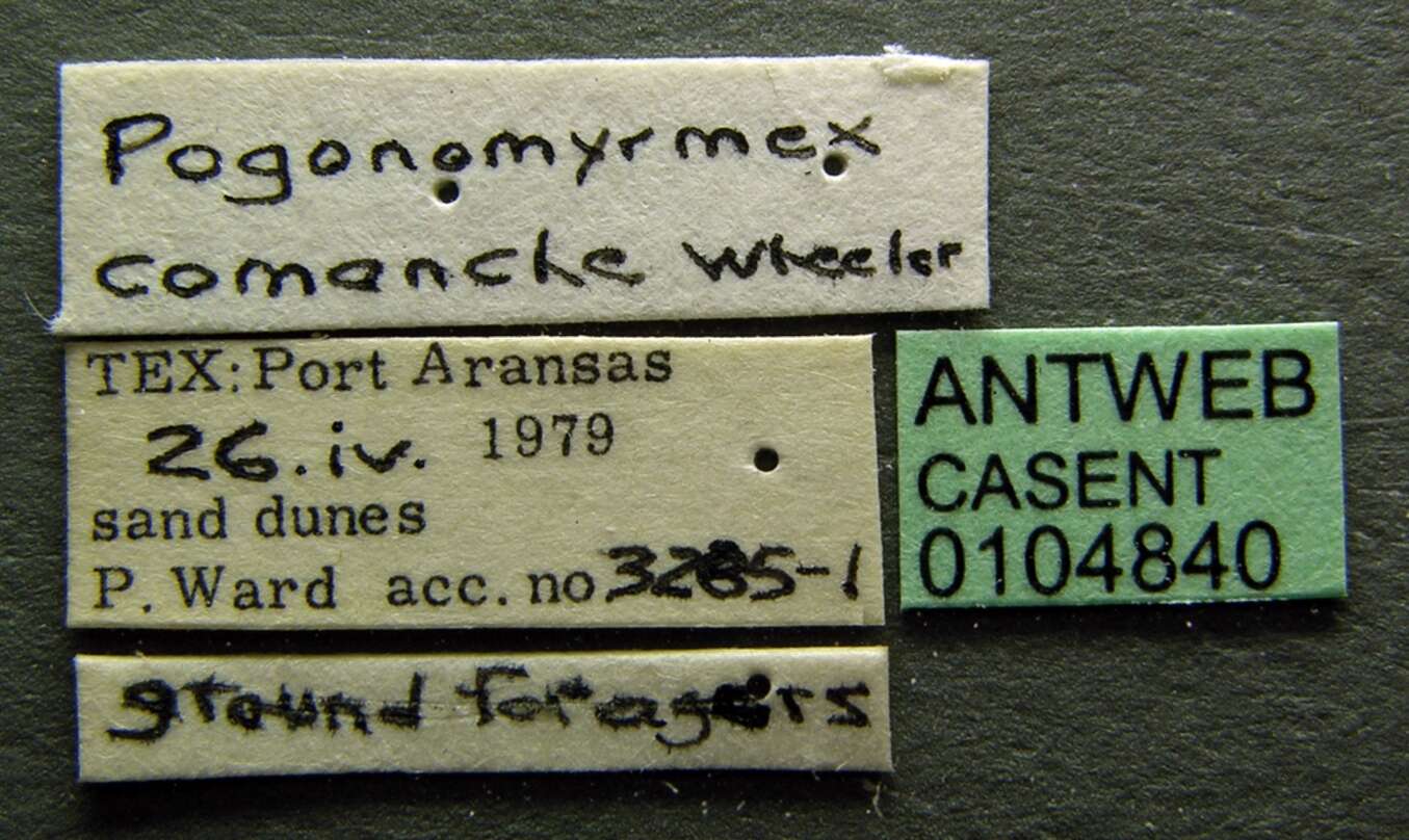 Image of Pogonomyrmex comanche Wheeler 1902