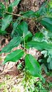 Image of Ficus pertusa L. fil.