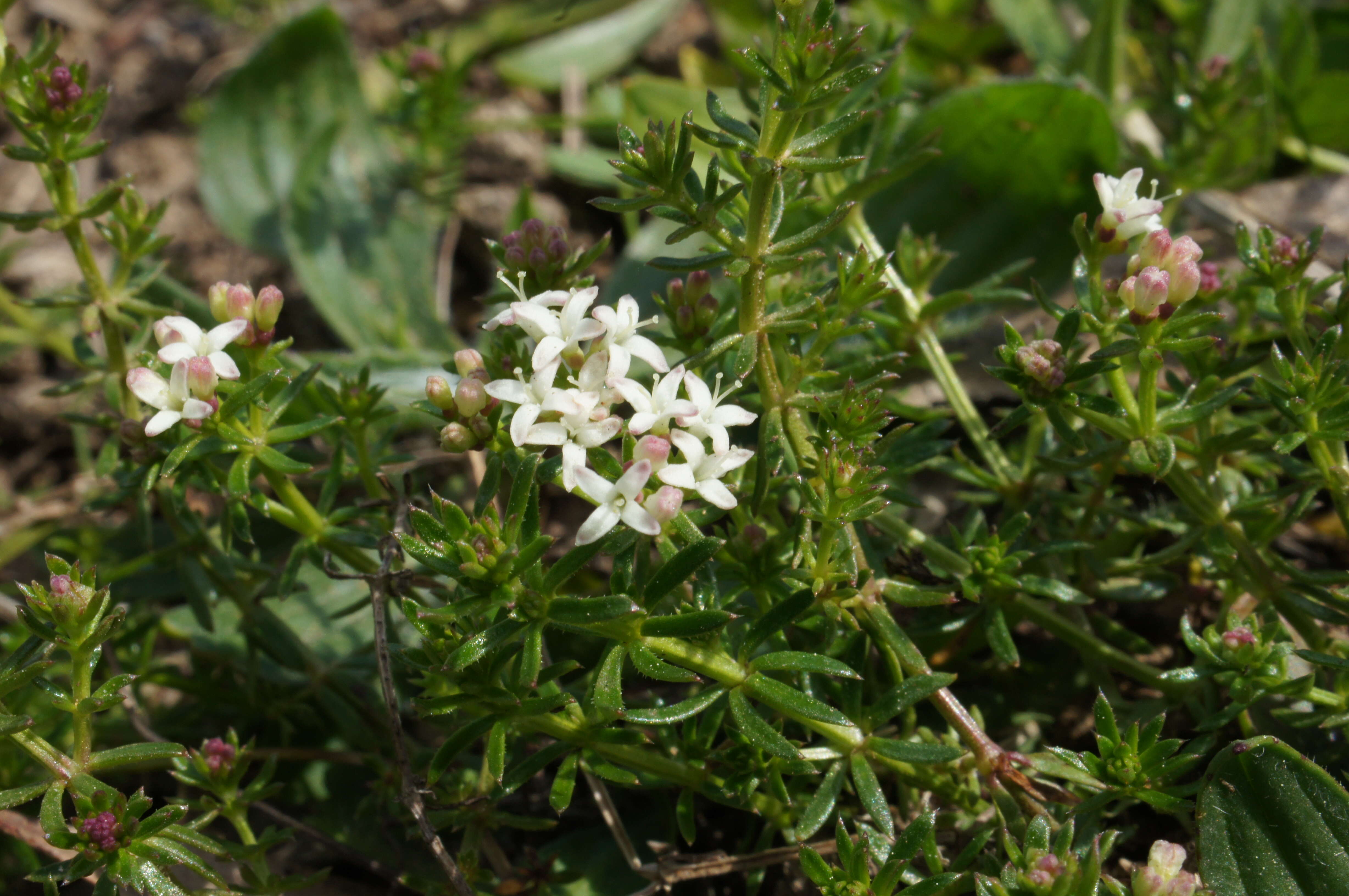 Image of Asperula conferta Hook. fil.