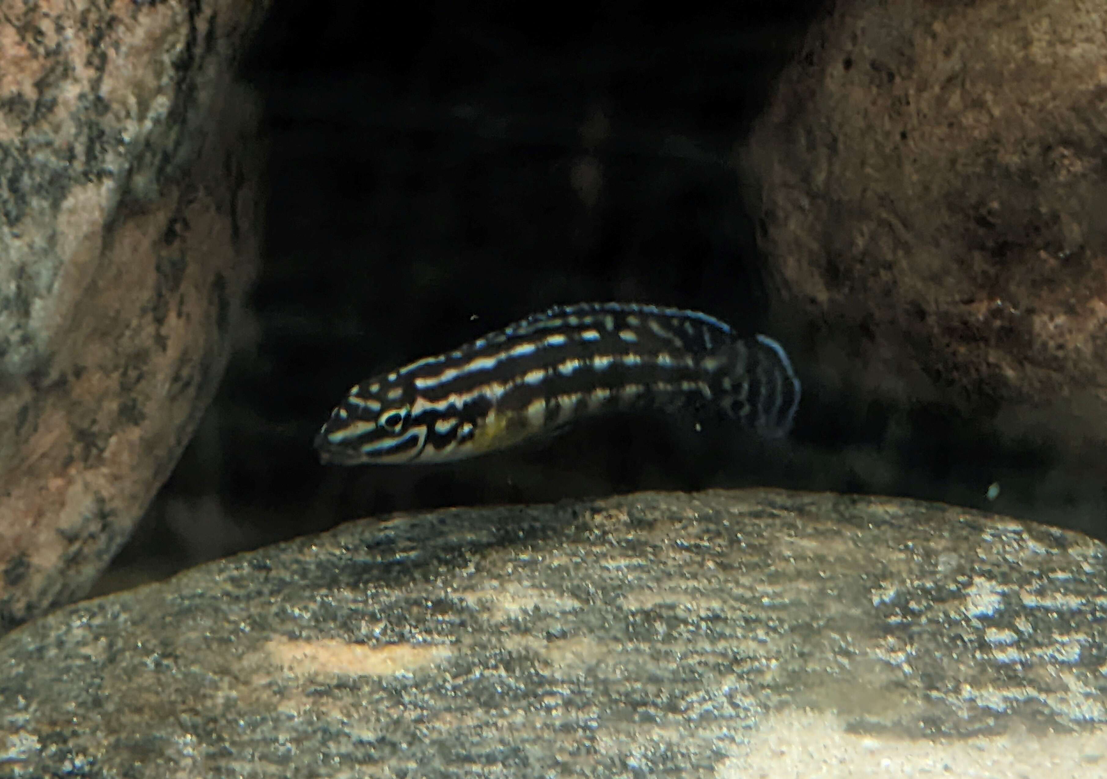 Image de Julidochromis ornatus Boulenger 1898