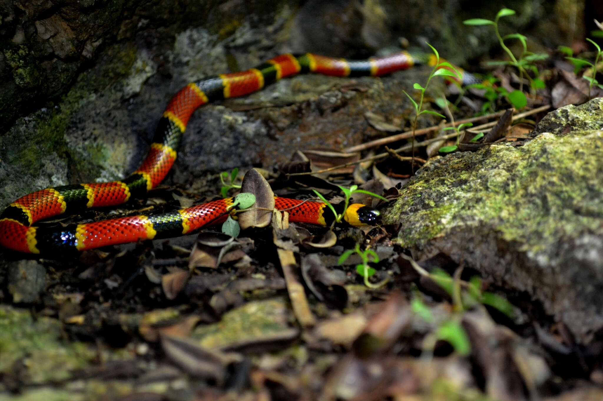 Image of Brown's Coral Snake