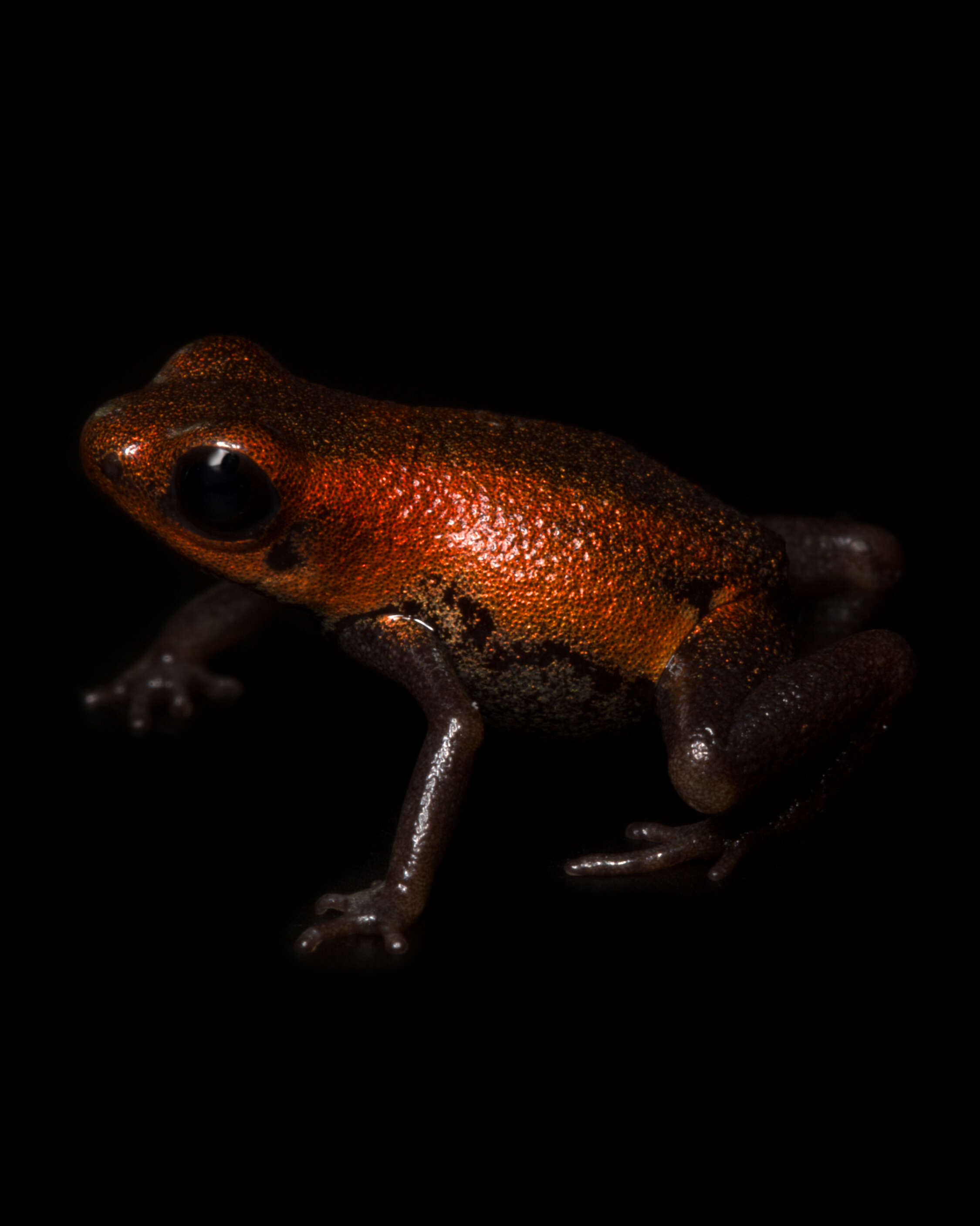 Image of Poison dart frog