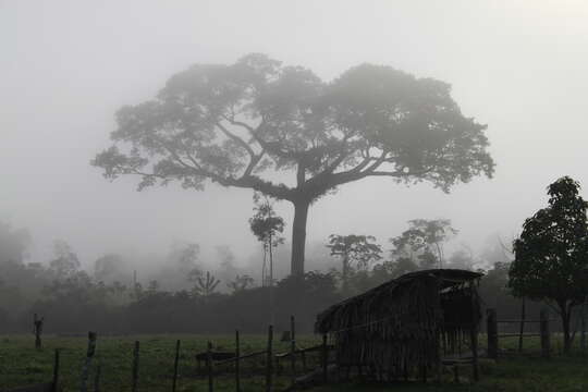 Image of kapoktree