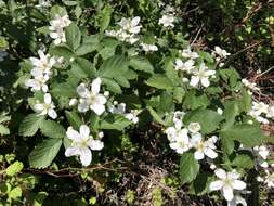 Imagem de Rubus allegheniensis Porter