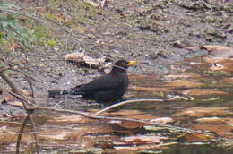 Image of Chinese Blackbird