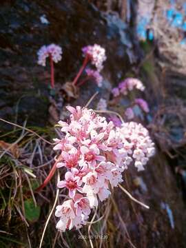 Image of Bergenia ciliata (Haw.) Sternb.