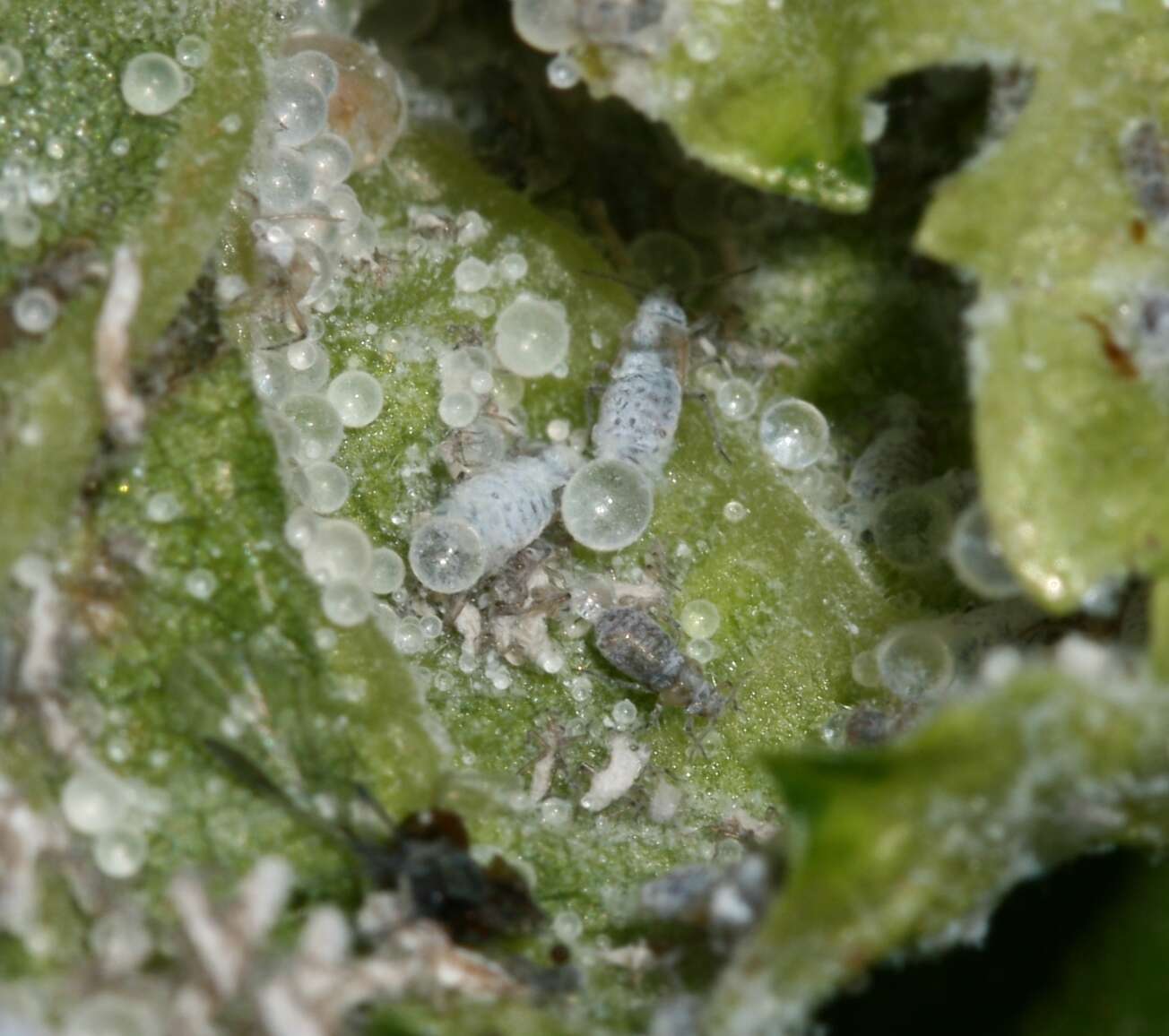 Image of Woolly aphids