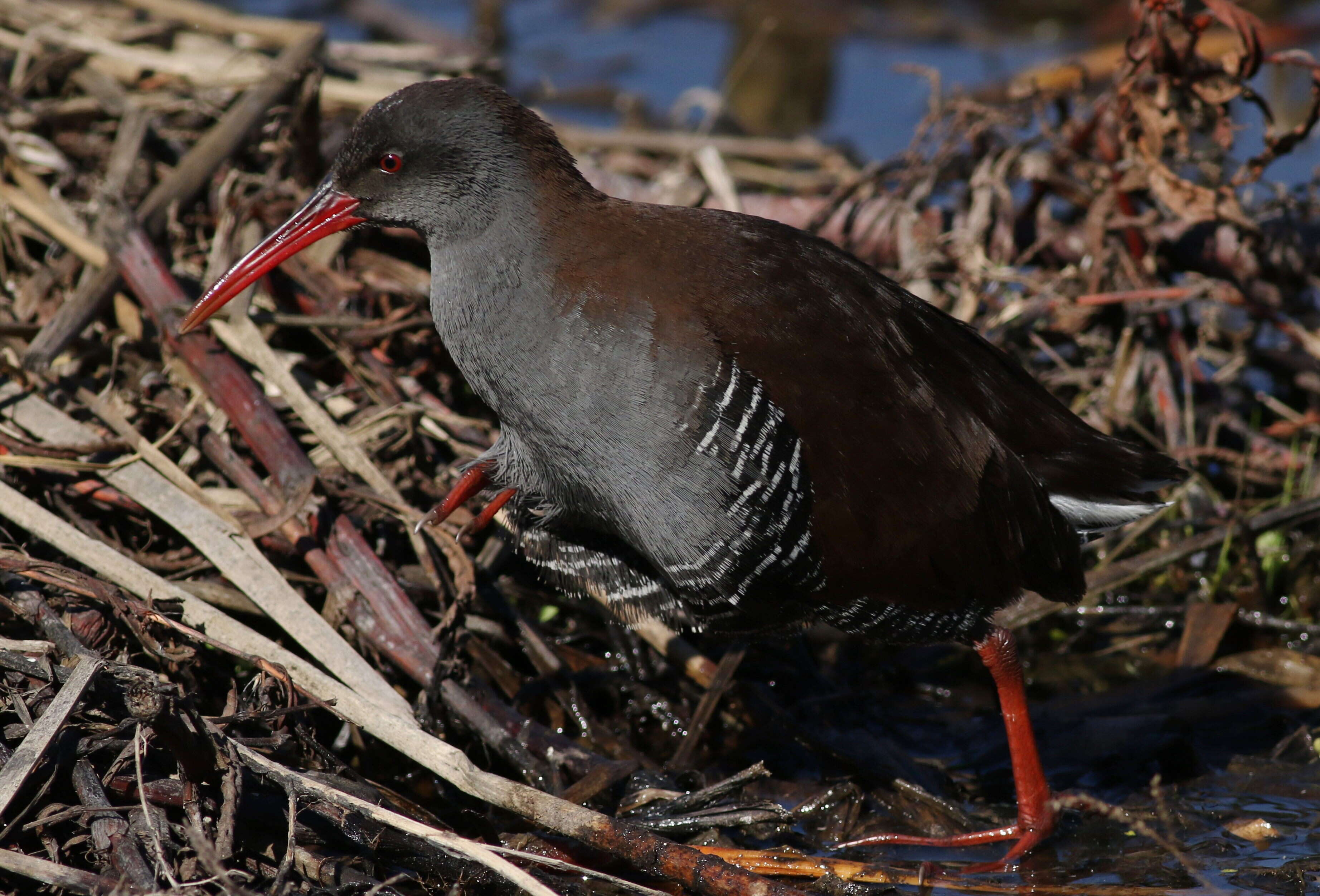 Image of African Rail