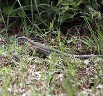 Image of Giant ameiva