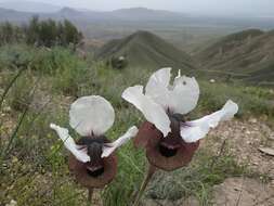 Image of Iris iberica subsp. elegantissima (Sosn.) Fed. & Takht.