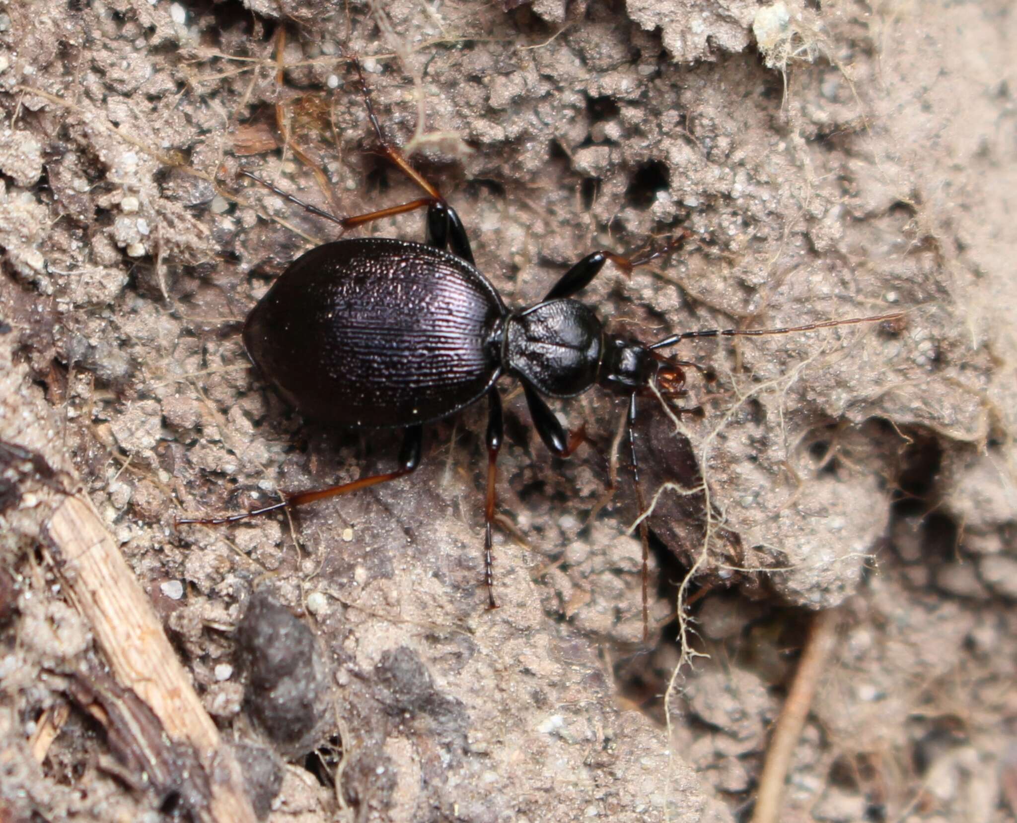 Image of Cychrus attenuatus (Fabricius 1792)